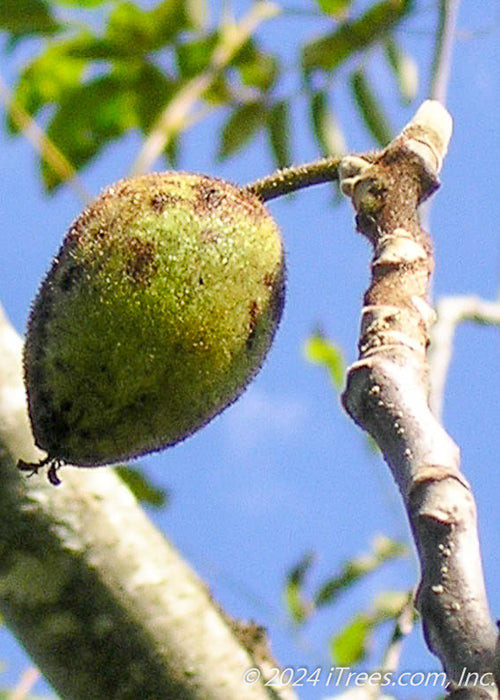 Closeup of fuzzy butternut seed and branching.