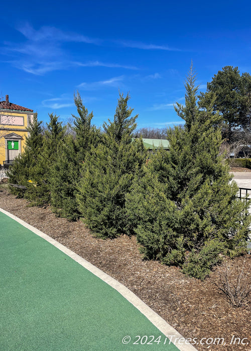 A row of Fairview Juniper are planted along a fence line.