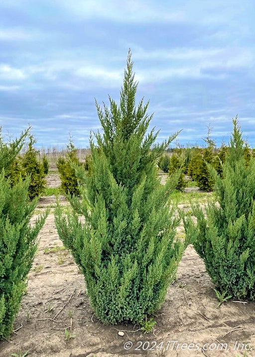 Blue Point Juniper grows in a nursery row.