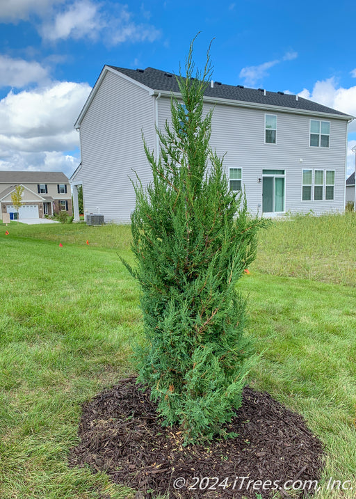 A newly planted Mountbatten Juniper in a backyard of a suburban house for privacy and screening.