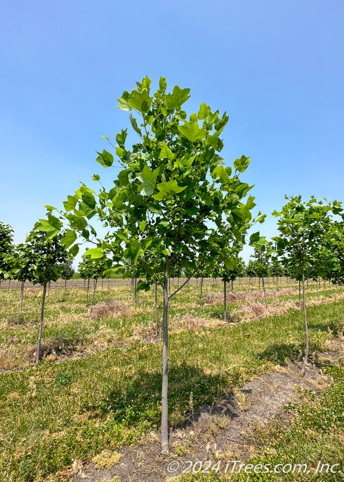 Tulip Tree at the nursery with green leaves.