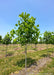 Tulip Tree at the nursery with green leaves.