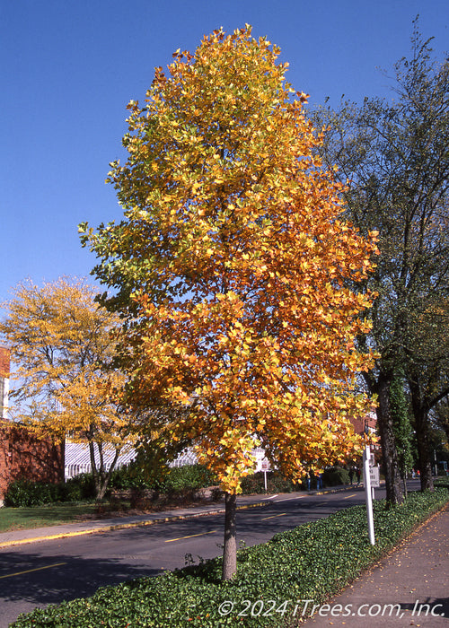 A Tulip Tree in fall planted on the parkway.