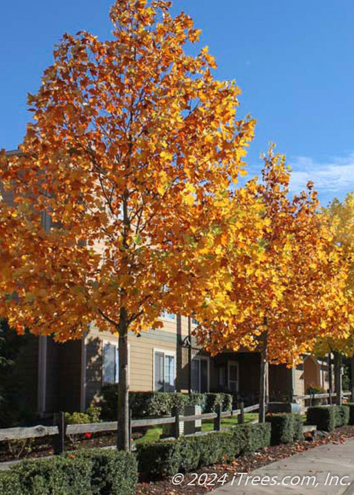 A row of Tulip Trees planted along a fence line and sidewalk in fall with golden fall color.
