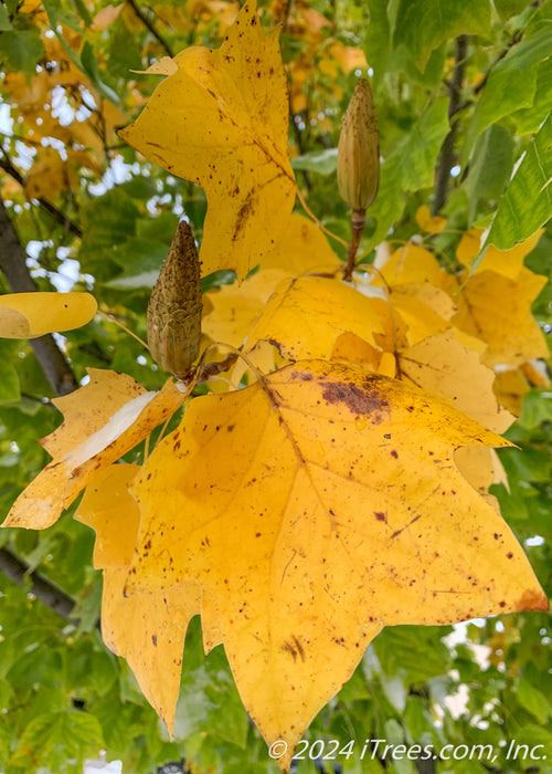 Closeup of a bright yellow leaf with brown spots in fall.
