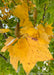Closeup of a bright yellow leaf with brown spots in fall.