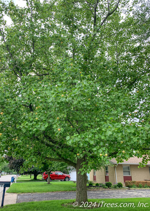 A large mature Tulip Tree with green leaves and tulip flowers topping the branches.