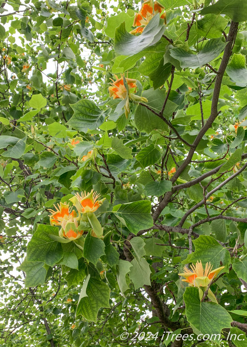 View looking up at a lower branch covered in green leaves with bright orange and yellow flowers.