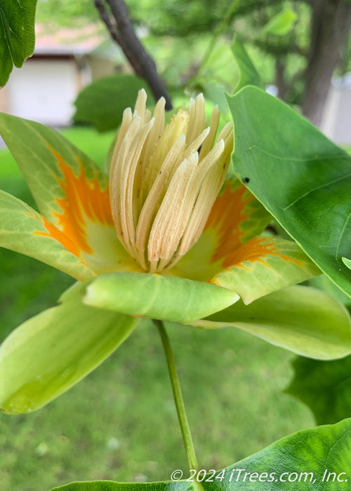 Closeup of a wide open tulip flower showing orange center.