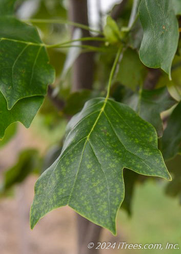 Closeup of Arnold Tulip Tree leaf.
