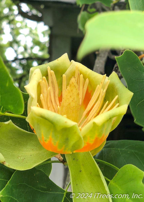 Closeup of large tulip-like flower with bright yellow-green petals with an orange center.