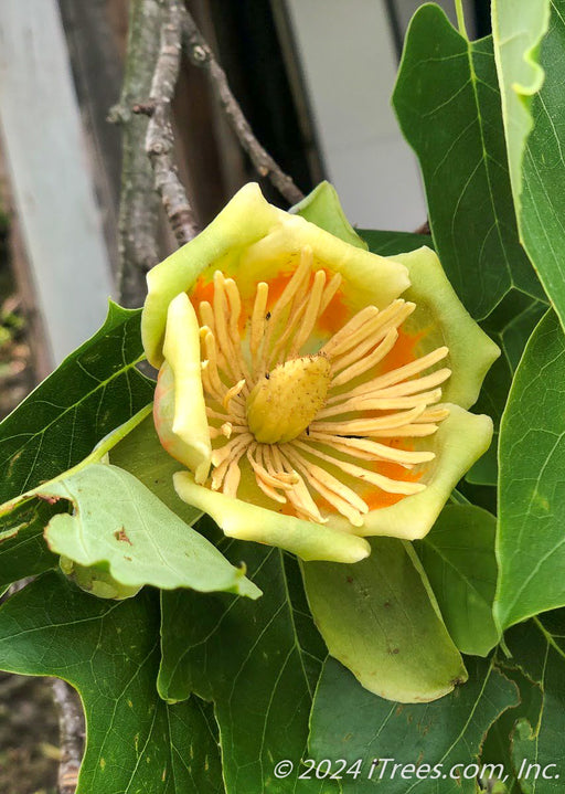 Closeup of the center of a tulip tree flower showing large tulip-like yellow petals with bright orange centers.
