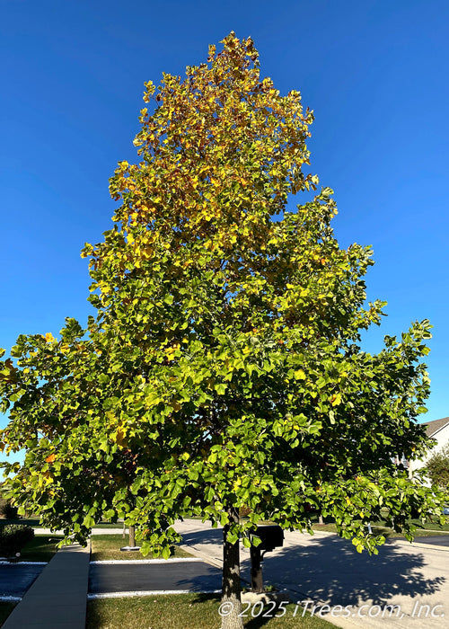 A Tulip Tree grows on a parkway showing maturing pyramidal form, with green leaves beginning to change to their yellow fall color. A clear blue sky is in the background.