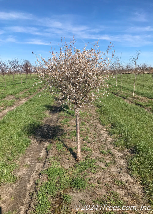 Little Twist Cherry in bloom in the nursery, seen with grass strips between rows of trees and blue skies in the background.