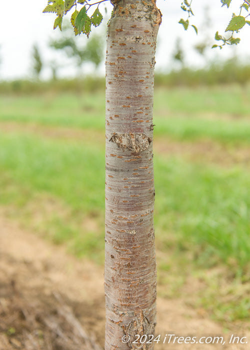 Closeup of shiny greyish-brown trunk.