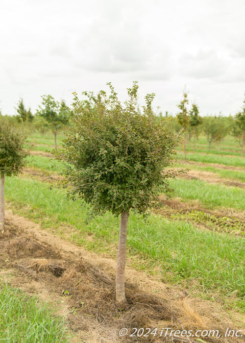 Little Twist Cherry with round lollipop shaped canopy, and stout trunk growing in a nursery row. Strips of green grass grow between rows of trees, the sky is a cloudy grey.