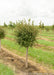 Little Twist Cherry with round lollipop shaped canopy, and stout trunk growing in a nursery row. Strips of green grass grow between rows of trees, the sky is a cloudy grey.