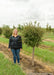 Little Twist Cherry grows in the nursery. A person stands nearby to show the height comparison. Their shoulder hits about mid-canopy.