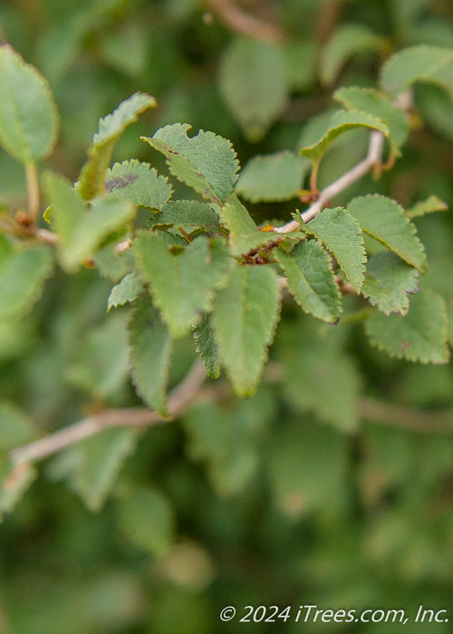 Closeup of green serrated leaves.