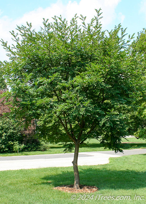 Amur Maackia planted near a driveway with canopy of rich greenleaves.