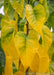 Closeup of shiny elongated heart-shaped yellow leaves in fall.