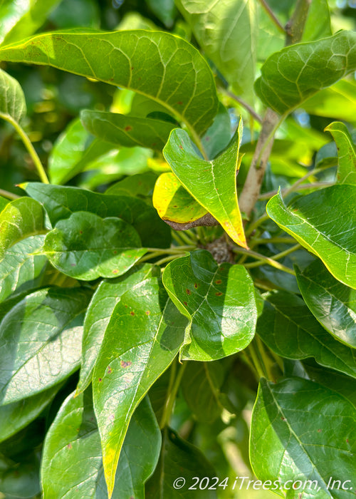 Closeup of shiny green leaves with yellow edges.