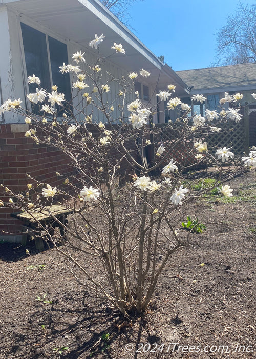 A newly planted Royal Star Magnolia multi-stem clump form tree in bloom.