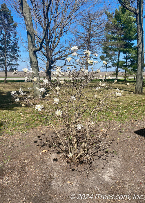 A newly planted Royal Star Magnolia multi-stem clump form tree in bloom.