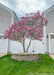 Jane Magnolia planted in the front lawn between townhomes for screening to trash receptical area behind a white fence. The Jane Magnolia is seen with three trunks and branches topped with bright pink flowers. 