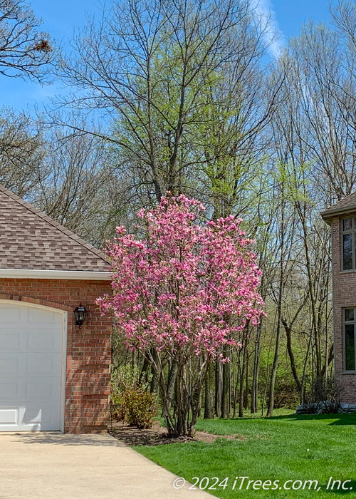A Jane Magnolia planted in a front landscape bed next to a garage and driveway. The Jane Magnolia is seen with multiple trunks, with pink flowers topping the branches.