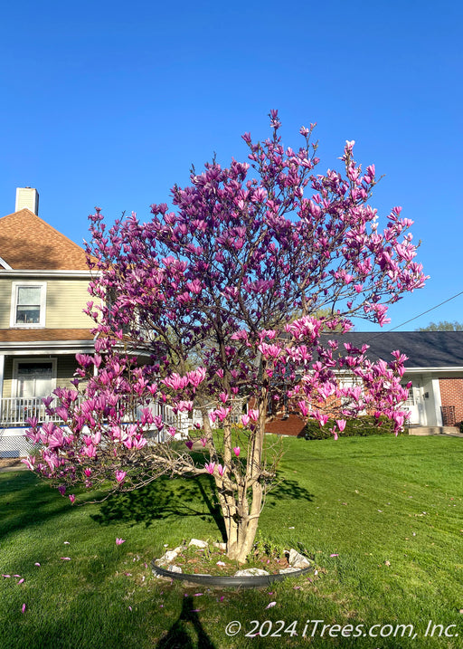 Mature Jane Magnolia in bloom with large purplish-pink flowers topping branches, planted in a front yard.