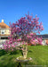 Mature Jane Magnolia in bloom with large purplish-pink flowers topping branches, planted in a front yard.