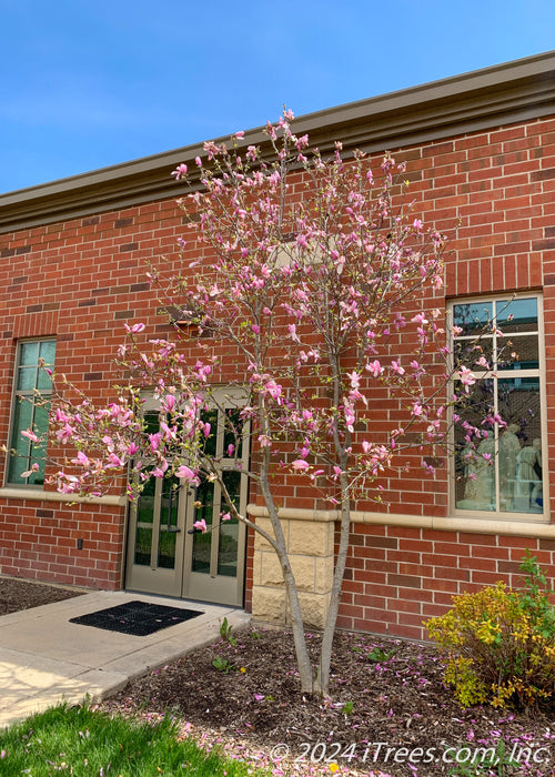 A young Jane Magnolia planted near a building in the landscape bed, seen in bloom with pink flowers topping the branchings.