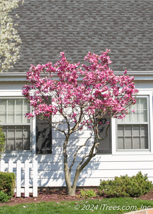 Jane Magnolia planted in a front landscape bed in front of a Cape Code style home, seen in bloom with pink flowers topping the branches.