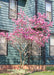 A Jane Magnolia planted in a side yard landscape bed along the house seen in bloom with pink flowers topping the branches. 