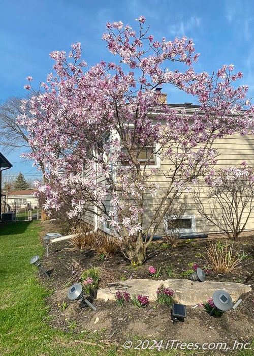 Leonard Messel Magnolia seen in bloom with light pink flowers topping the branches. 