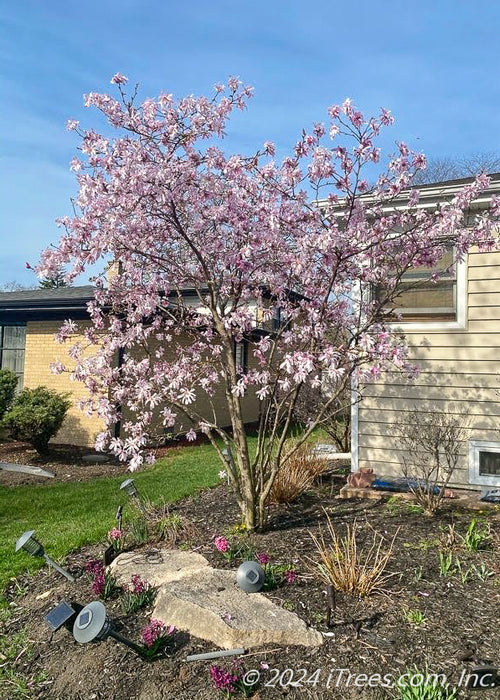 Leonard Messel Magnolia in bloom with light pink flowers topping the branches, planted in a front landscape bed.