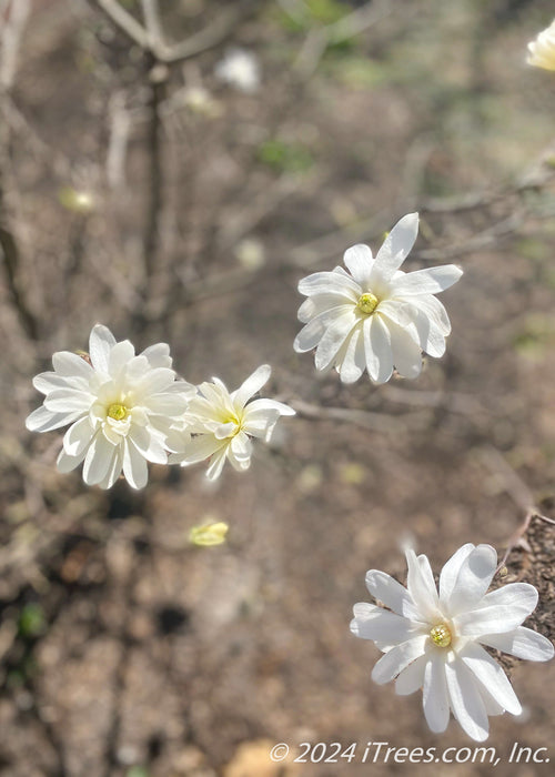 Closeup of white flowers with bright yellow centers.