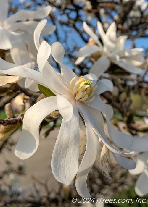 Closeup view of a white Royal Star Magnolia flower with a yellow center.