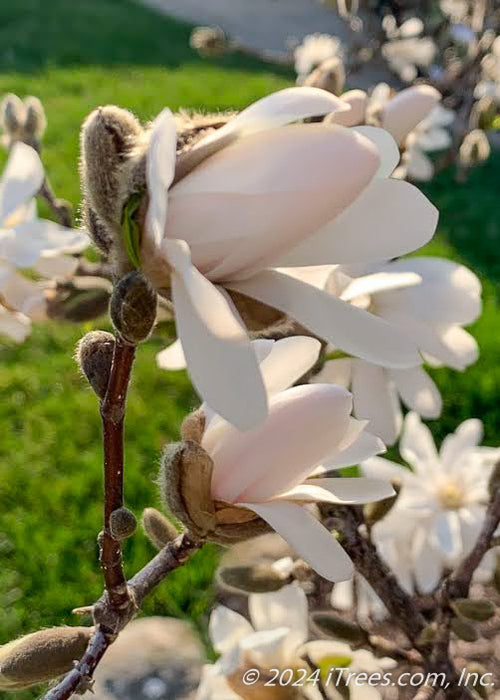 Closeup of blush pinkish-white flower buds.