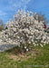 A multi-stem clump form Royal Star Magnolia in full bloom.