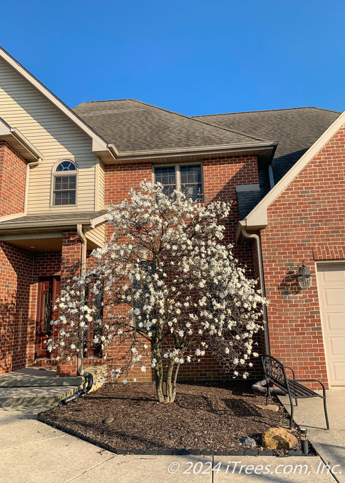 A clump form Royal Star Magnolia in bloom planted in a front landscape bed of a home between a front porch and garage.