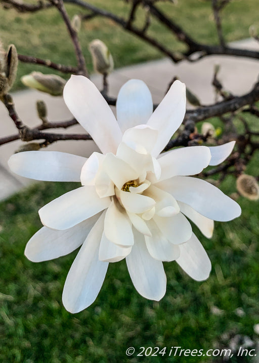 Closeup of Royal Star Magnolia's bright white flower.