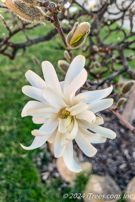 Closeup of a white Royal Star Magnolia flower with a yellow center.