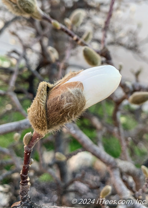 Closeup of a fuzzy flower bud shell with a white flower bud.