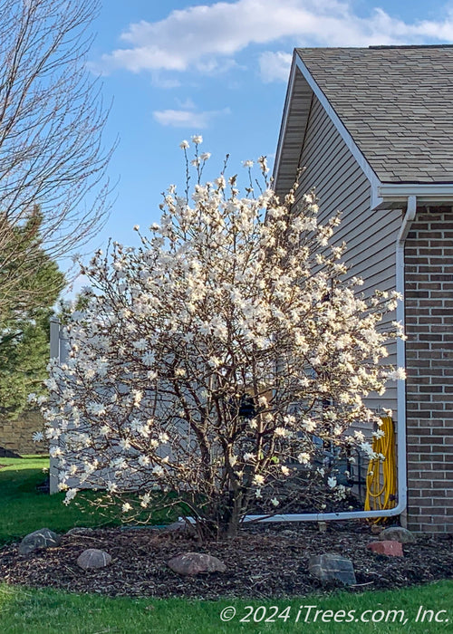 A clump form Royal Star Magnolia in bloom planted in a front landscape bed.