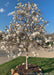 A single trunk Royal Star Magnolia in full bloom planted along a parkway.