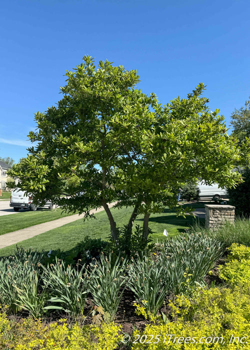 Dr. Merrill Magnolia in the multi-stem trunk form with green leaves planted in a front landscape bed.