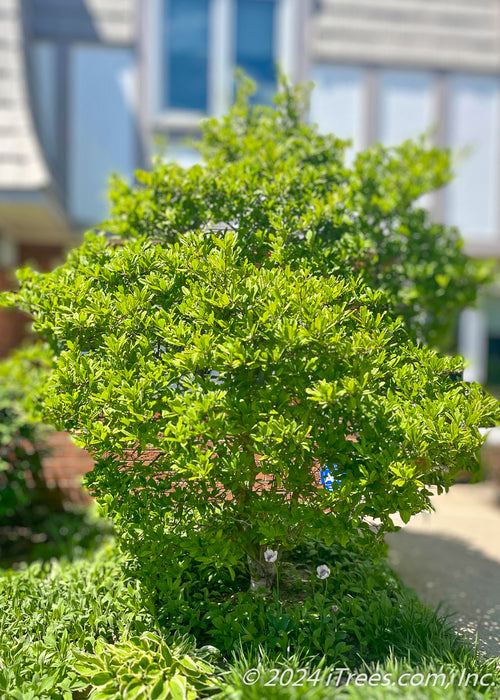 A maturing Dr. Merrill Magnolia with a full canopy of green leaves planted at the entrance of a townhome.