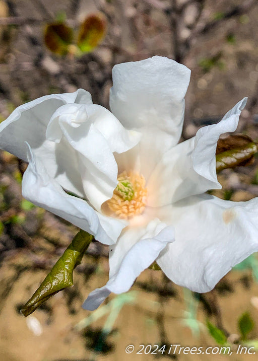 Closeup of a newly opened crisp white flower with a yellow center and a dark green unfurling leaf.